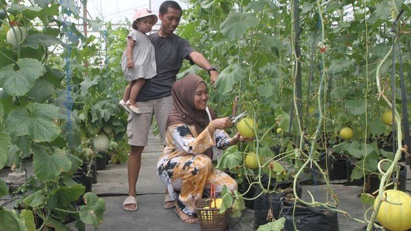 Mengunjungi Wisata Petik Melon Hidroponik di Malang