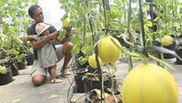 Wisata petik melon hidroponik ini didirikan di atas tanah kas desa seluas 450 meter persegi.