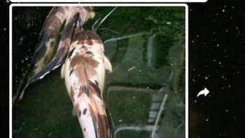 Kepengin makan lele. Beli di warung pecel lele aja, Bun. Hiks! Foto: Instagram/awreceh.id