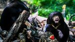 Melihat Beruang Madu di Kawasan Konservasi Balikpapan