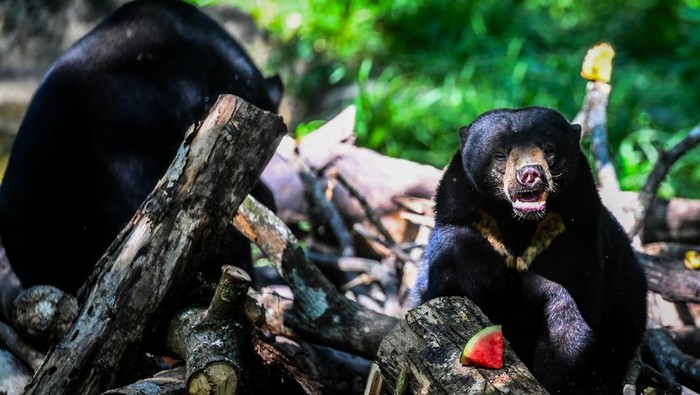 Seekor beruang madu (Helarctos malayanus) mencari makan di tempat konservasi Kawasan Wisata Pendidikan Lingkungan Hidup (KWPLH) Balikpapan, Kalimantan Timur, Jumat (16/2/2024). Dinas Kehutanan Provinsi Kalimantan Timur mendirikan KWPLH Balikpapan sebagai tempat konservasi bagi beruang madu yang disita Balai Konservasi Sumber Daya Alam (BKSDA) dari penduduk yang memelihara beruang madu secara ilegal, tetapi tidak dapat dilepaskan karena cacat akibat jerat atau mengalami perubahan prilaku. ANTARA FOTO/ Rivan Awal Lingga/nym.