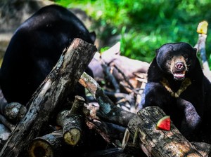 Beruang Madu, Beruang Terkecil di Dunia