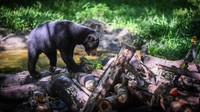 Dinas Kehutanan Provinsi Kalimantan Timur mendirikan KWPLH Balikpapan sebagai tempat konservasi bagi beruang madu yang disita Balai Konservasi Sumber Daya Alam (BKSDA) dari penduduk yang memelihara beruang madu secara ilegal.