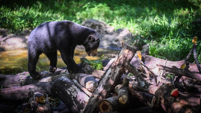 Konservasi beruang madu di Balikpapan Seekor beruang madu (Helarctos malayanus) mencari makan di tempat konservasi Kawasan Wisata Pendidikan Lingkungan Hidup (KWPLH) Balikpapan, Kalimantan Timur, Jumat (16/2/2024). Dinas Kehutanan Provinsi Kalimantan Timur mendirikan KWPLH Balikpapan sebagai tempat konservasi bagi beruang madu yang disita Balai Konservasi Sumber Daya Alam (BKSDA) dari penduduk yang memelihara beruang madu secara ilegal, tetapi tidak dapat dilepaskan karena cacat akibat jerat atau mengalami perubahan prilaku. ANTARA FOTO/ Rivan Awal Lingga/nym.