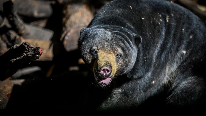 Seekor beruang madu (Helarctos malayanus) mencari makan di tempat konservasi Kawasan Wisata Pendidikan Lingkungan Hidup (KWPLH) Balikpapan, Kalimantan Timur, Jumat (16/2/2024). Dinas Kehutanan Provinsi Kalimantan Timur mendirikan KWPLH Balikpapan sebagai tempat konservasi bagi beruang madu yang disita Balai Konservasi Sumber Daya Alam (BKSDA) dari penduduk yang memelihara beruang madu secara ilegal, tetapi tidak dapat dilepaskan karena cacat akibat jerat atau mengalami perubahan prilaku. ANTARA FOTO/ Rivan Awal Lingga/nym.