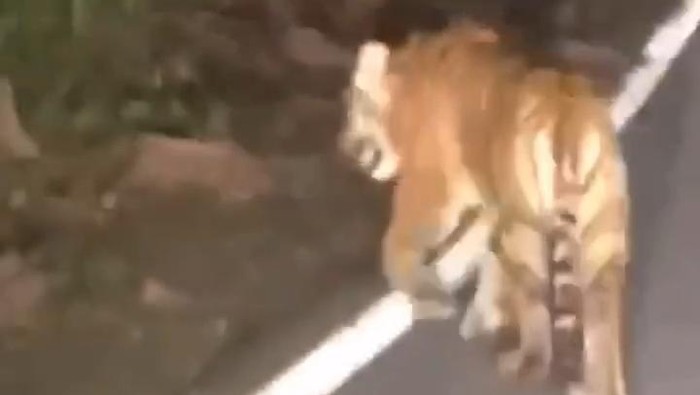 Tangkapan layar rekaman video harimau berkeliaran di jalan raya yang menggegerkan warga Kintamani, Bangli, Bali.
