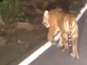 Penjelasan BKSDA Bali soal Video Viral Harimau Berkeliaran