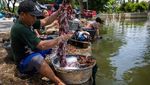 Banjir Masih Genangi Demak