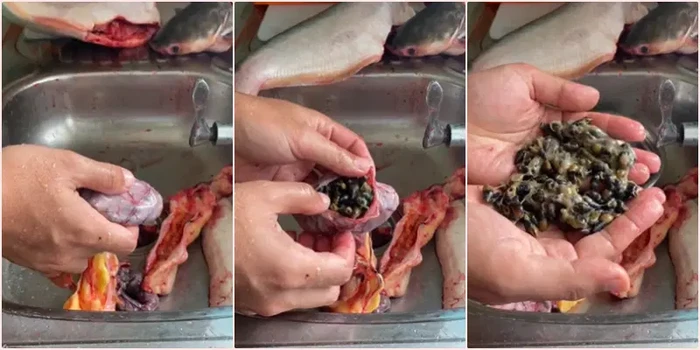 Bersihkan Ikan Patin, Pria Ini Temukan Banyak Siput di Perut Ikan