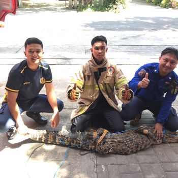 Buaya lepas diamankan petugas Damkarmat Bantul.