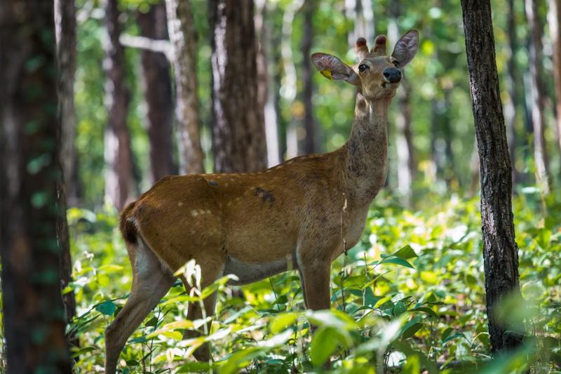 Hai Kha Khaeng Wildlife Sanctuary, Thailand.