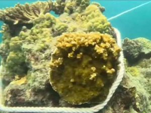 Thailand Nangis, Kapal Wisata Ikat Jangkar di Terumbu Karang