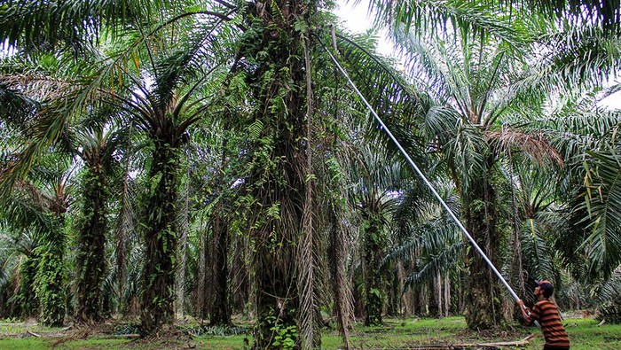 Pekerja mengangkut tandan buah kelapa sawit di kawasan PT Perkebunan Nusantara II, Kabupaten Deli Serdang, Sumatera Utara, Sabtu (17/2/2024). Kementerian Kordinator Bidang Perekonomian menargetkan peremajaan kelapa sawit tahun 2024 seluas 540 hektare atau dua kali lipat dibandingkan tahun 2022.ANTARA FOTO/Yudi/Spt.