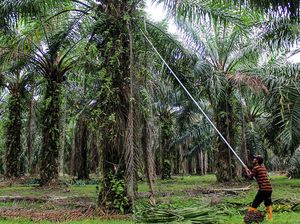 Nusron Sebut 84 Ribu Ha Kebun Sawit Masuk Kawasan Hutan