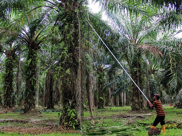 Pekerja mengangkut tandan buah kelapa sawit di kawasan PT Perkebunan Nusantara II, Kabupaten Deli Serdang, Sumatera Utara, Sabtu (17/2/2024). Kementerian Kordinator Bidang Perekonomian menargetkan peremajaan kelapa sawit tahun 2024 seluas 540 hektare atau dua kali lipat dibandingkan tahun 2022.ANTARA FOTO/Yudi/Spt.