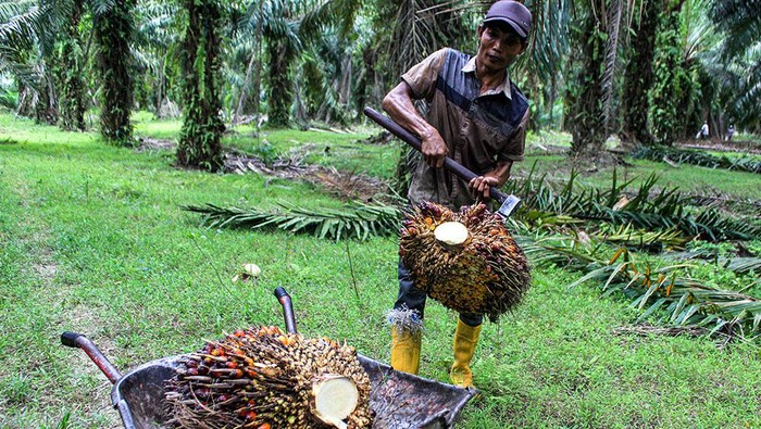 Panen Kelapa Sawit Pekerja mengangkut tandan buah kelapa sawit di kawasan PT Perkebunan Nusantara II, Kabupaten Deli Serdang, Sumatera Utara, Sabtu (17/2/2024). Kementerian Kordinator Bidang Perekonomian menargetkan peremajaan kelapa sawit tahun 2024 seluas 540 hektare atau dua kali lipat dibandingkan tahun 2022.ANTARA FOTO/Yudi/Spt.