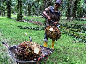 Produksi Sawit Naik, Stabilitas Harga Minyak Goreng Masih Jadi Tantangan