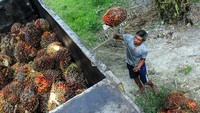Kelapa sawit itu kemudian diangkut menggunakan truk untuk dijual.