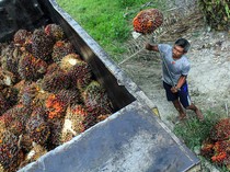 Melihat Panen Kelapa Sawit di Deli Serdang