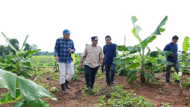 Pj Gubernur Sulsel Bahtiar Baharuddin saat meninjau ladang pisang cavendish di Kabupaten Bone.