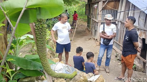 Pohon pisang aneh dengan tandan 2 meter di Kupang, NTT.