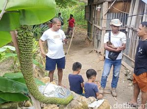 Heboh Tandan Pisang Berukuran Panjang 2 Meter, Begini Penampakannya