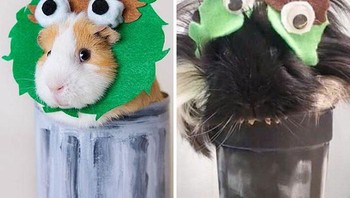 Mungkin bisa dimuai dengan menyakaman warna tubuh hamsternya dulu. Kalau begitu jadi gak ketauan bentuknya. Foto: (Bored Panda).