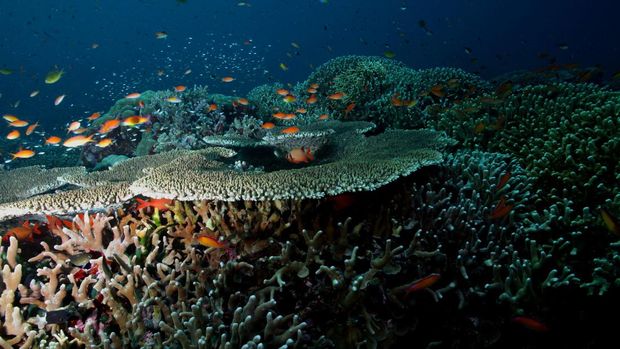 Tubbataha Reef Natural Park, Filipina.