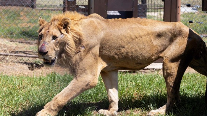 One of eleven lions, which have been rescued from war-torn Sudan, is released by South Africa's animal welfare foundation, Four Paws, in Lionsrock Big Cat Sanctuary outside Bethlehem, central Free State province, in South Africa, February 17, 2024. REUTERS/Alet Pretorius