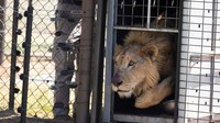 Seperti diketahui Sudan tengah dilanda perang saudara yang ikut mengancam populasi singa. 