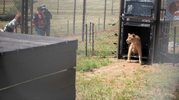 One of eleven lions, which have been rescued from war-torn Sudan, is released by South Africa's animal welfare foundation, Four Paws, in Lionsrock Big Cat Sanctuary outside Bethlehem, central Free State province, in South Africa, February 17, 2024. REUTERS/Alet Pretorius