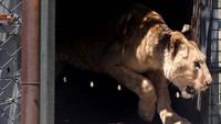 Salah satu singa keluar dari kandang saat proses pelepasan di Suaka Kucing Besar Lionsrock di luar Bethlehem, Free State tengah, Afrika Selatan, 17 Februari 2024.