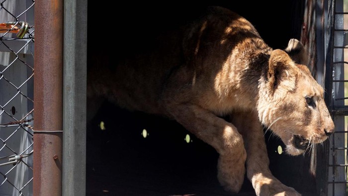 Diselamatkan dari Sudan, 11 Singa Dilepaskan di Afsel One of eleven lions, which have been rescued from war-torn Sudan, is released by South Africa's animal welfare foundation, Four Paws, in Lionsrock Big Cat Sanctuary outside Bethlehem, central Free State province, in South Africa, February 17, 2024. REUTERS/Alet Pretorius