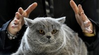 Pameran kucing di Inggris ini adalah yang terbesar di dunia.