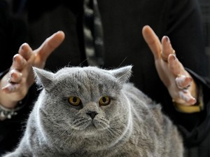 Benarkah Bau Urine Kucing Lebih Menyengat Saat Tandai Wilayah Kekuasaan?