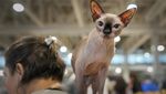 Gemes Banget! Pameran Kucing Terbesar di Dunia