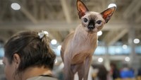 Di sana, ratusan kucing dilombakan di beberapa kategori.