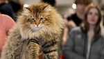 Gemes Banget! Pameran Kucing Terbesar di Dunia