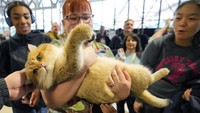 Seekor kucing British Shorthair berwarna keemasan dikagumi pengunjung saat digendong pada acara Cat Extravaganza di Olympia di London, Minggu (18/2/2024).