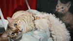 Gemes Banget! Pameran Kucing Terbesar di Dunia