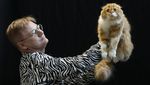 Gemes Banget! Pameran Kucing Terbesar di Dunia