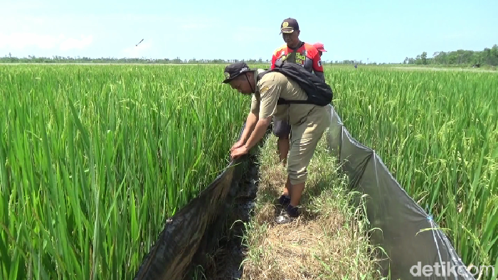 Hama tikus membuat 30 hektare lahan di Lumajang terancam gagal panen.