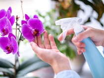 Nggak Cuma Cantik, 7 Tanaman Ini Gampang Dirawat di Dalam Rumah