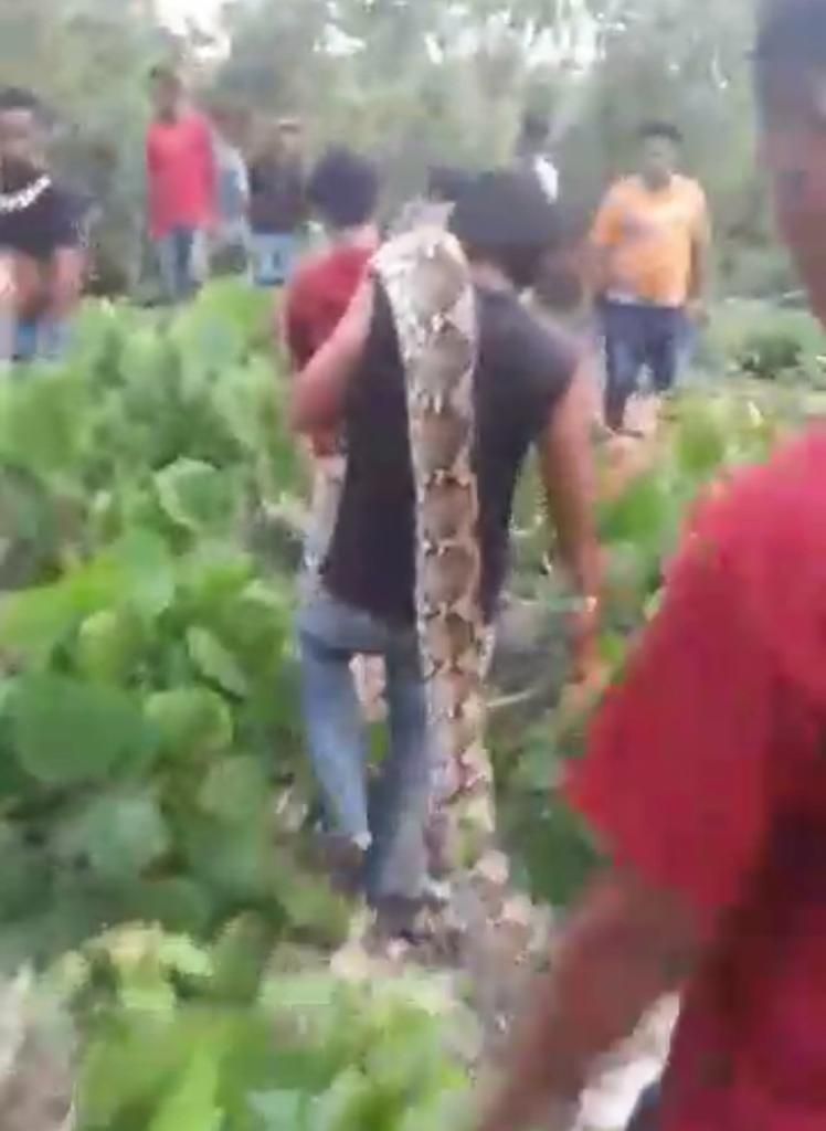 Penampakan piton raksasa yang ditangkap warga di Sultra. Dokumen Istimewa