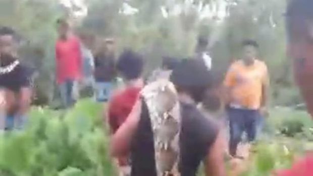 Penampakan piton raksasa yang ditangkap warga di Sultra. Dokumen Istimewa