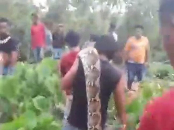 Penampakan piton raksasa yang ditangkap warga di Sultra. Dokumen Istimewa