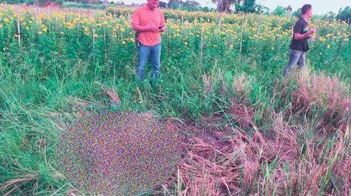 Petugas Inafis Polres Jembrana saat olah TKP lokasi penemuan mayat nenek 70 tahun di tengah sawah Desa Penyaringan, Mendoyo, Jembrana, Minggu (18/2/2024). (dok. Polsek Mendoyo)