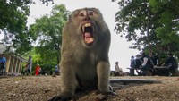 Berdasarkan Internasional Union for Conservation Nature (IUCN) monyet ekor panjang mengalami perubahan status dari rentan (vunerable) menjadi terancam punah (endangered) yang diprediksi populasinya akan menurun hingga 40 persen dalam tiga generasi terahir atau sekitar 42 tahun.  