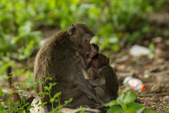 Populasi monyet ekor panjang Monyet ekor panjang (macaca Fascicularis) berinteraksi di Taman Nasional Baluran, Situbondo, Jawa Timur, Minggu (18/2/2024). Berdasarkan Internasional Union for Conservation Nature (IUCN) Monyet ekor panjang mengalami perubahan status dari rentan (vunerable) menjadi terancam punah (endangered) yang diprediksi populasinya akan menurun hingga 40 persen dalam tiga generasi terakhir atau sekitar 42 tahun akibat habitat yang mulai hilang serta perdagangan ilegal. ANTARA FOTO/Budi Candra Setya/rwa.