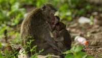 Menurunnya populasi monyet ekor panjang disebabkan habitat yang mulai hilang serta perdagangan ilegal.  